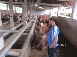 November 25, 2017november 25, 2017 lembumurah. Peternakan Karanganyar Kampung Sapi Andalan Warga Jungke