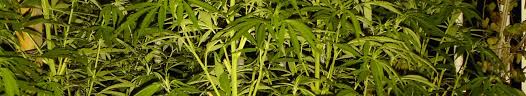 Resultado de imagen de Legalization