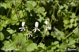 Image result for Pelargonium alchemilloides