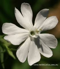 Image result for Silene bellidioides