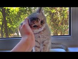 kitten purrs and asks for affection kotenok murchit i prosit laski kittens cutest kitten animals