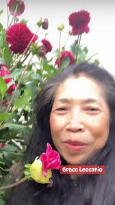 AC Rooster' in all his glory 🤩 just love the petals