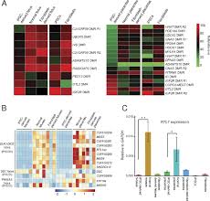 128 on our top list. Silencing Of Retrotransposon Derived Imprinted Gene Rtl1 Is The Main Cause For Postimplantational Failures In Mammalian Cloning Pnas