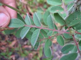 Image result for Indigofera astragalina