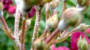 The powdery mildew fungus (sphaerotheca pannosa var. Roses Diseases And Treatment White Spots On Rose Leaves Powdery Mildew On Roses Youtube