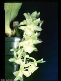 Image result for Diaphananthe sp.no.1. (Ball 657)