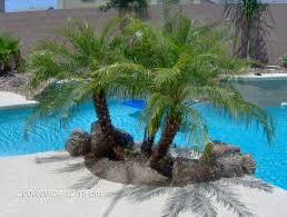 Four (4) well grown and looked after palm trees for sale. Small Palm Trees For The Pool Palm Trees Landscaping Backyard Trees Landscaping Backyard Trees