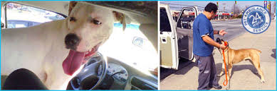 Personal & friendly service since 1995. Pet Travel Cross Country Moves