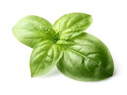 Walmart.com has been visited by 1m+ users in the past month Fresh Basil Leaves In Closeup Photographic Print Dionisvera Art Com