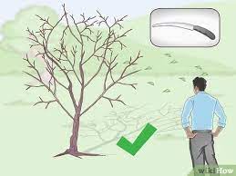 Maybe you would like to learn more about one of these? How To Root Trees With Pictures Wikihow