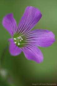 Image result for Oxalis debilis