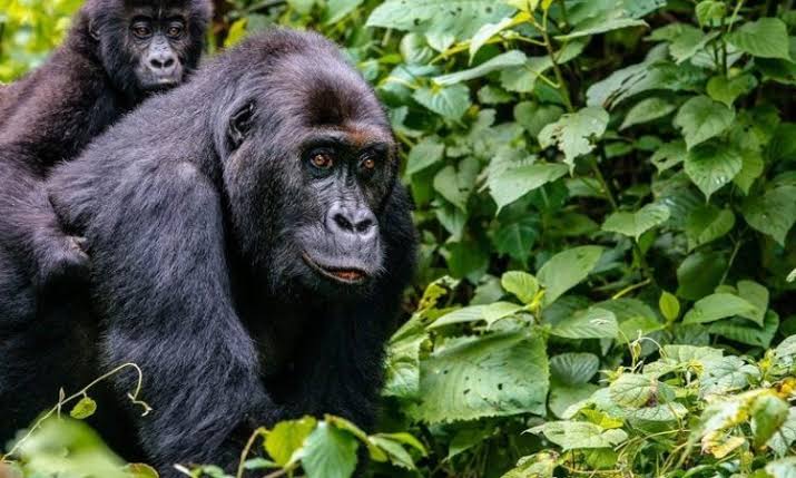Things to do in Buhoma sector after gorilla trekking | Buhoma Sector