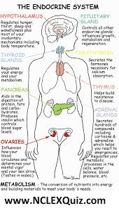 Endocrine System Anatomy Physiology Organs Glands The Endocrine System Regulates Body Pr Endocrine System Nursing Nursing School Tips Nursing School Notes