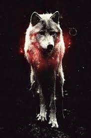 Wolf Wallpapers Iphone Tumblr Wolf Wallpapers Pro