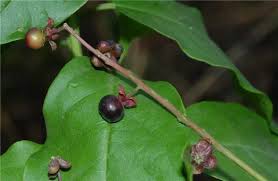 Image result for Petiveriaceae