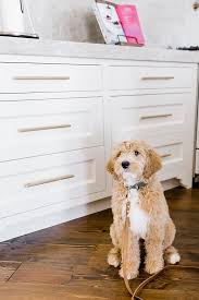 White kitchen cabinets with brushed gold hardware. Use Knobs Or Pulls For Unique Kitchen Cabinet Hardware Bluegraygal