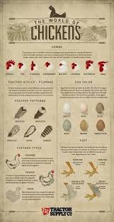 Pin By Lori Elizabeth On Chickines Chickens Urban Chicken Farming Keeping Chickens