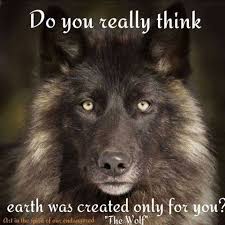 Timeline Photos Fans Of Animal Rights Wolf Spirit Animal Wolf Love Wolf Quotes