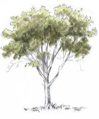 We did not find results for: How To Draw Trees Oaks John Muir Laws