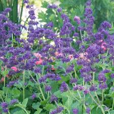 Check spelling or type a new query. Salvia Verticillata Purple Rain Purple Plants Plants Salvia