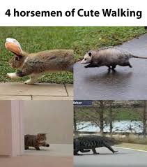 30 Memes That You Will Relate To In 2020 Animal Memes Memes Cute Animals