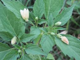 Image result for Physalis angulata