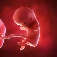 Pada kehamilan 11 minggu, bayi sudah memiliki panjang 5 cm dan beratnya hampir 9 gram, seukuran buah ara. 11 Minggu Hamil Kunyit