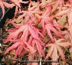 Check spelling or type a new query. Acer Palmatum Amber Ghost Japanese Maples Palmatum Maplestone Ornamentals