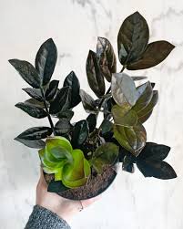 Image result for Rhigozum zambesiacum