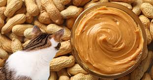 Can Cats Eat Peanut Butter