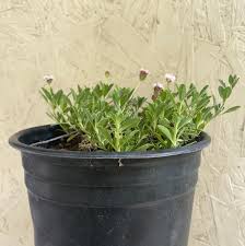 Image result for Lippia oatesii