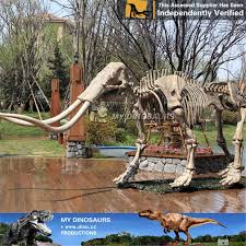 As 002 Buy Life Size Realistic Mammuthus Skeleton My Dinosaurs Animal Skeletons Animals Museum