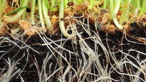 Its primary functions are absorption of water and dissolved minerals and conduction of these to the stem, storage of reserve. Top Tips For Ensuring Healthy Plant Roots In Your Grow Op