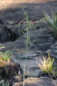 Image result for Chlorophytum macrosporum