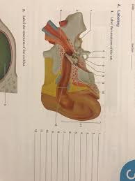 Solved A Labeling 1 Label The Structures Of The Ear 4 Chegg Com Ear jewelry jewellery firefly serenity polymer clay earrings clay crafts christmas crafts ss geek stuff gift ideas. 1 label the structures of the ear 4