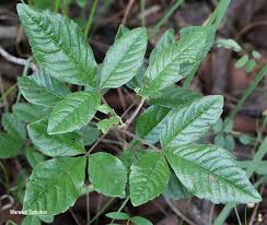 Image result for Rhoicissus rhomboidea