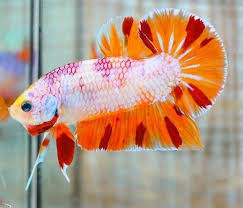 Pin By Joao On Betas Betta Fish Beautiful Fish Betta Breeding