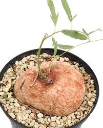 Image result for Ipomoea bolusiana