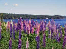 My Favourite Nova Scotia Colours Nova Scotia Nova Scotia Canada Maine