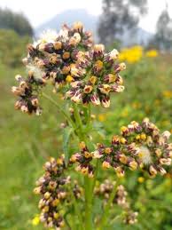 Image result for Eschenbachia stricta