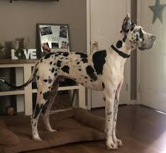 Americanlisted has classifieds in fayetteville, north carolina for dogs and cats. Great Dane Puppies For Sale Kings Mountain Nc 322790