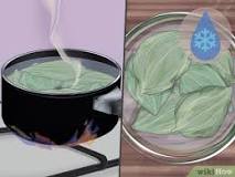 Image result for how to make broadleaf plantain acne treatment
