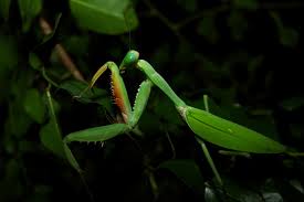 Check spelling or type a new query. Giant Rainforest Mantis Alephrocco