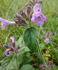 Image result for Clinopodium