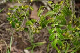 Image result for Strychnos matopensis