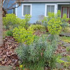 Image result for Euphorbia zambesiana