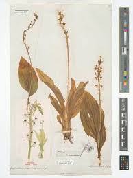 Image result for Liparis nervosa