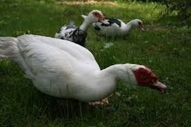 The muscovy is to the duck world what the donkey is to the equine world. Muscovy Madness Pros And Cons Dear Juneberry