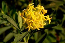 Image result for Gnidia glauca