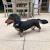 Dachshund Haircut Styles